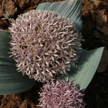 Allium akaka Allium akaka