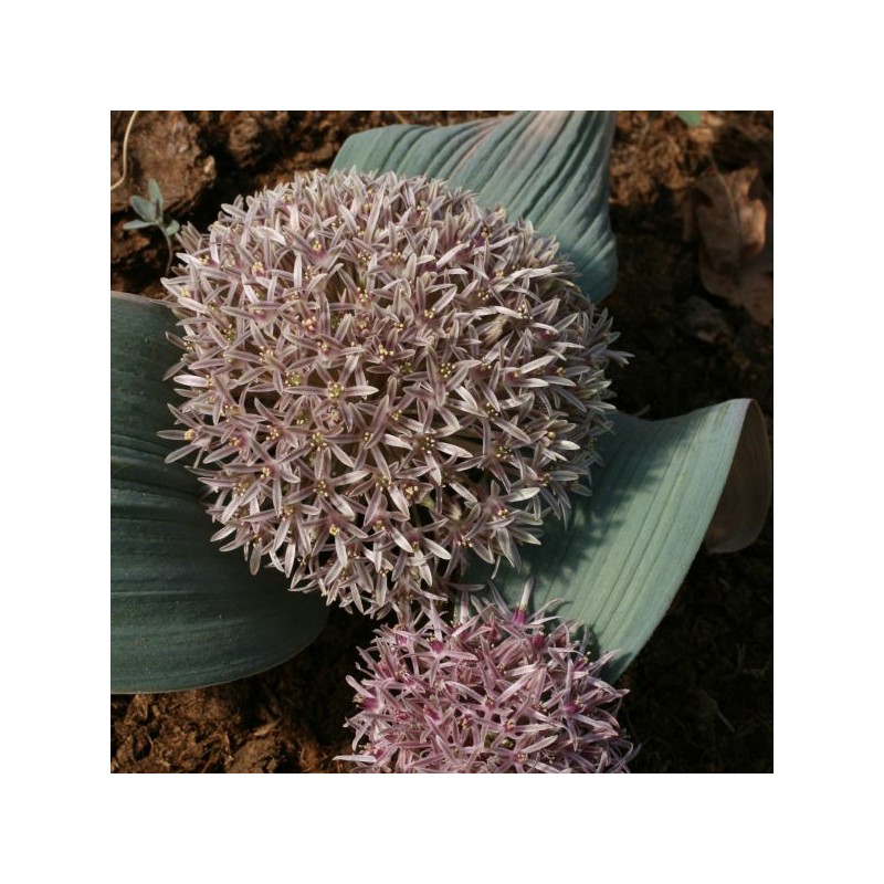 Allium akaka Allium akaka