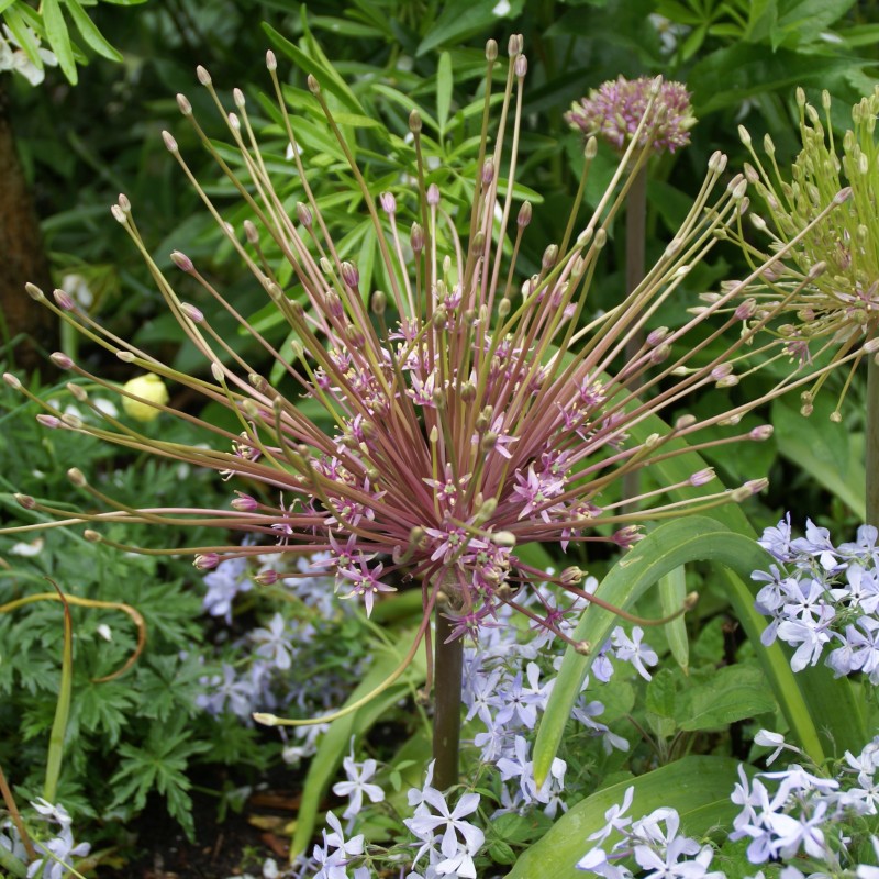 Allium schubertii Allium schubertii