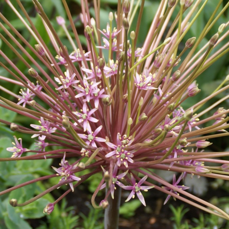 Allium schubertii Allium schubertii