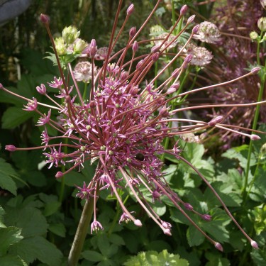 Allium schubertii Allium schubertii