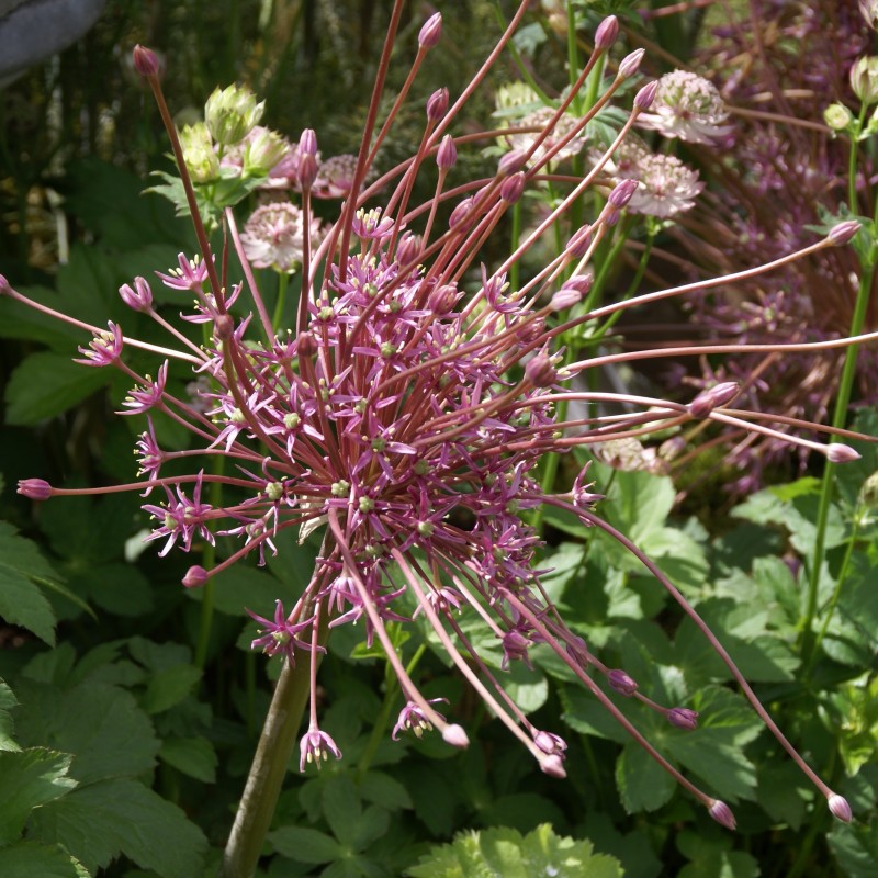 Allium schubertii Allium schubertii