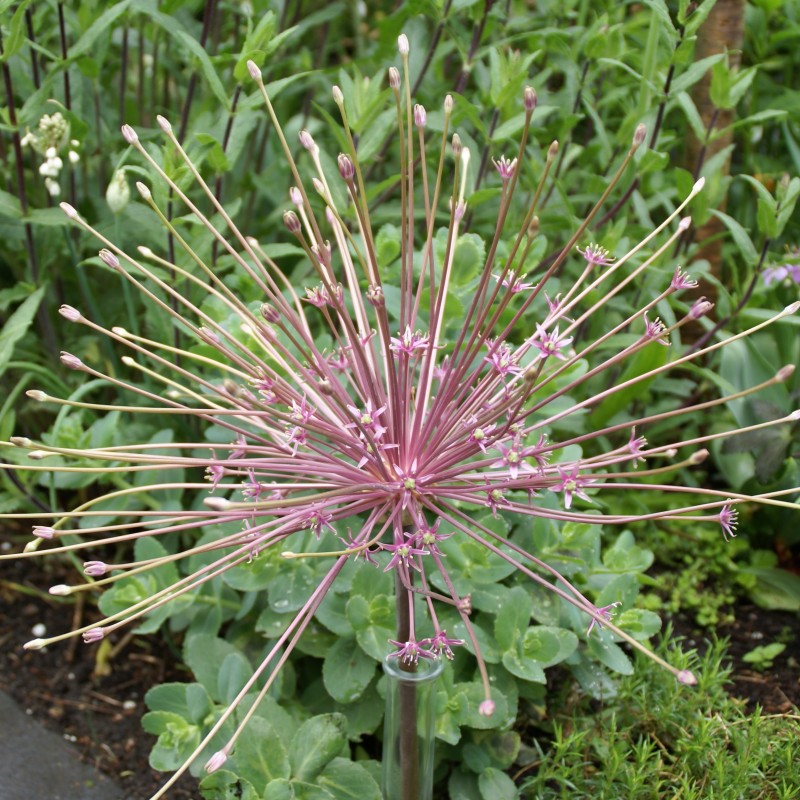 Allium schubertii Allium schubertii