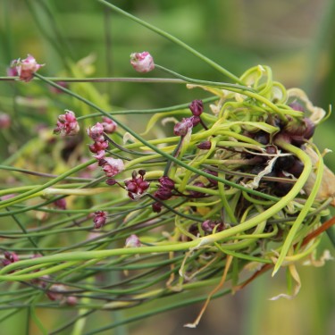 Allium scorodoprasum 'Art'
