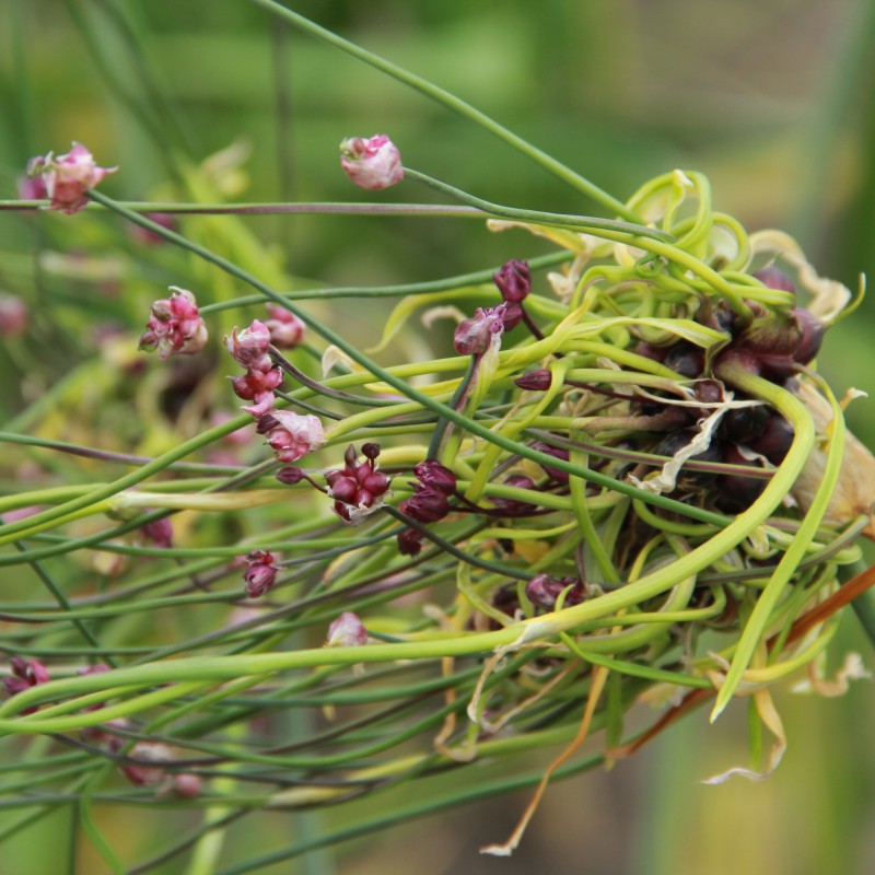Allium scorodoprasum 'Art' Allium scorodoprasum 'Art'