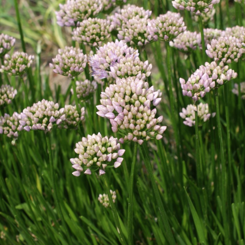 Allium senescens 'Lisa Green' 