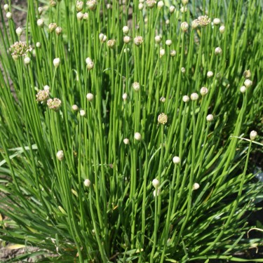 Allium senescens 'Lisa Green' 
