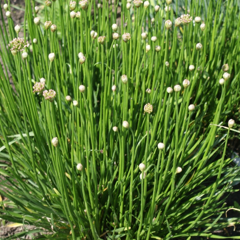 Allium senescens 'Lisa Green' 