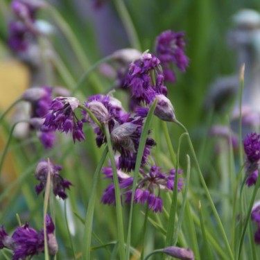 Allium cyathophorum var. farreri