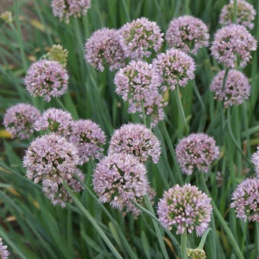 Allium senescens 'Meise' 