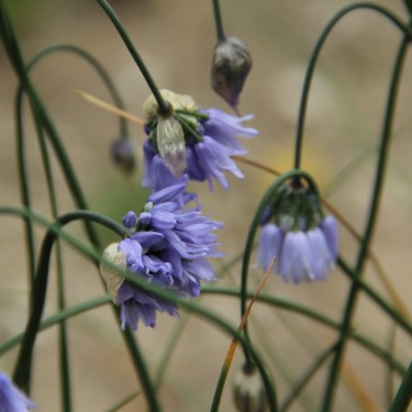 Allium sikkimense