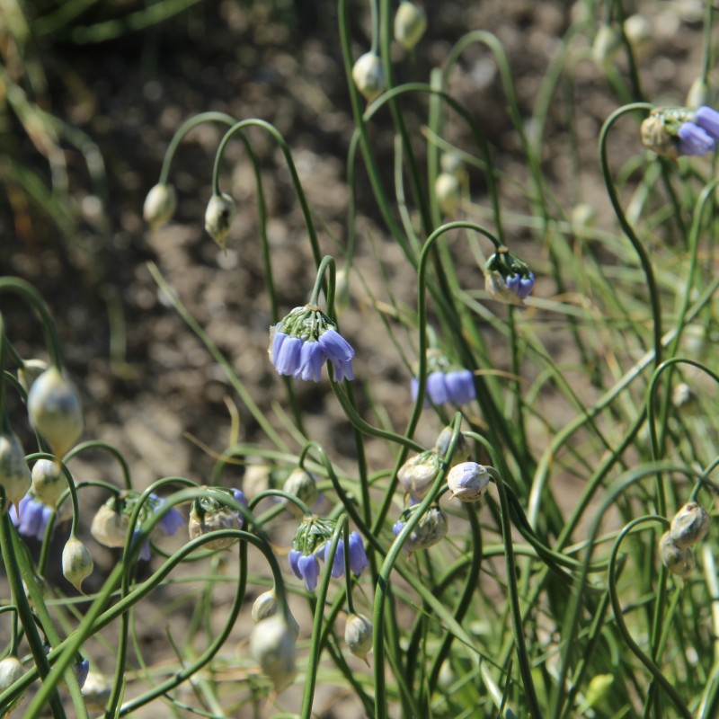 Allium sikkimense