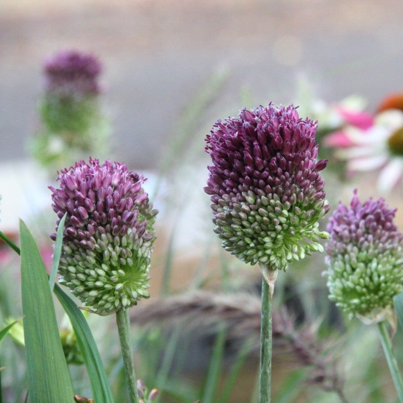 Allium sphaerocephalon Allium sphaerocephalon