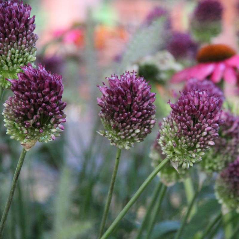 Allium sphaerocephalon Allium sphaerocephalon