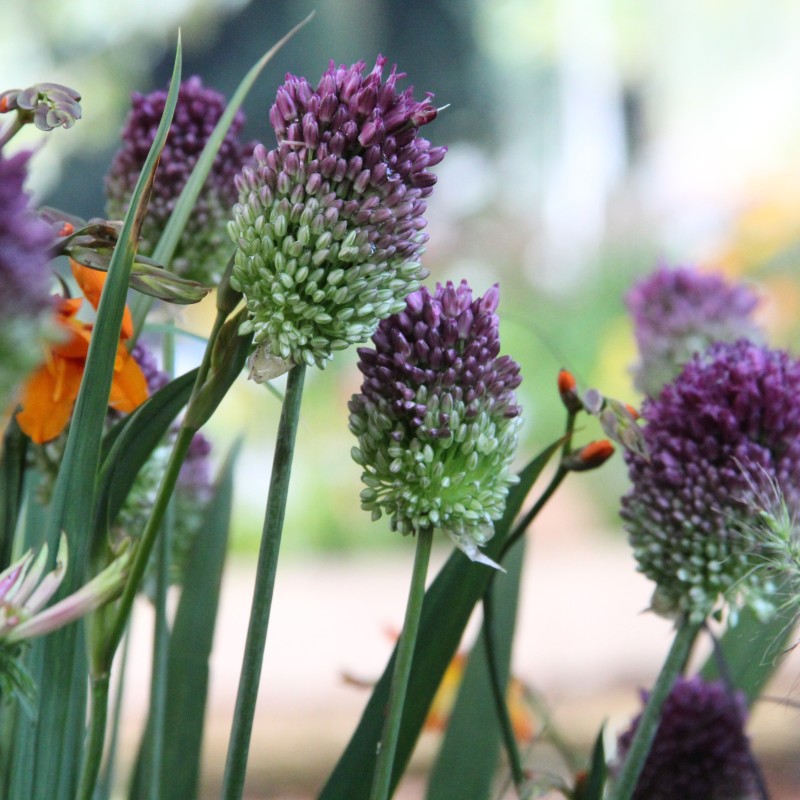 Allium sphaerocephalon Allium sphaerocephalon