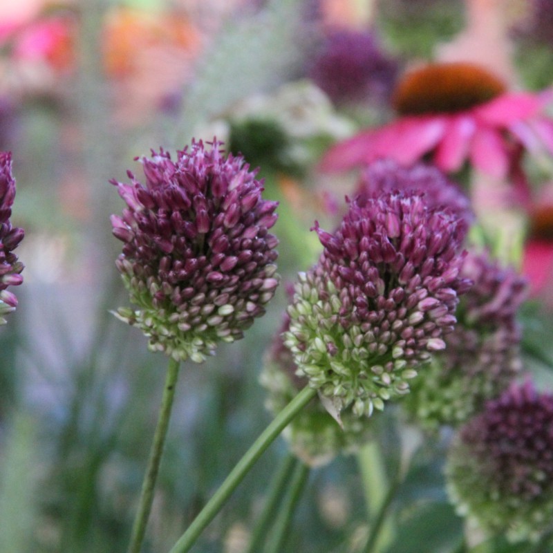 Allium sphaerocephalon Allium sphaerocephalon