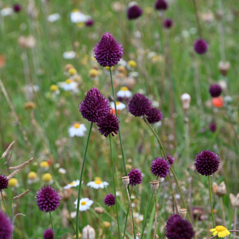 Allium sphaerocephalon Allium sphaerocephalon