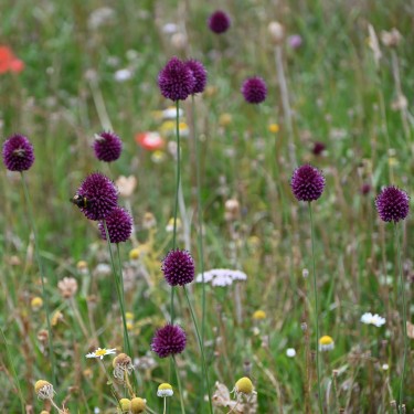 Allium sphaerocephalon Allium sphaerocephalon