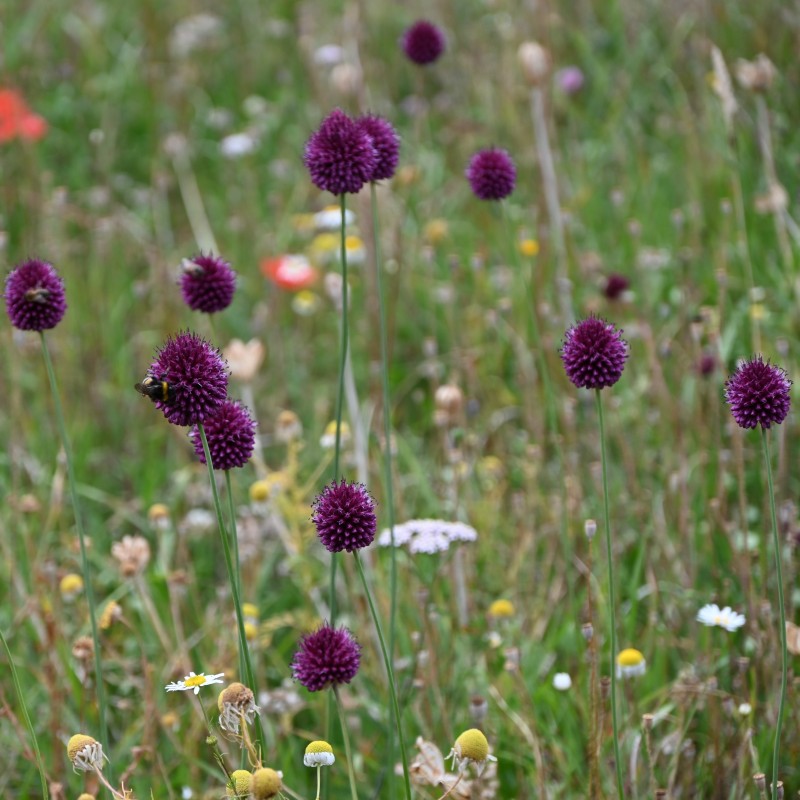 Allium sphaerocephalon Allium sphaerocephalon