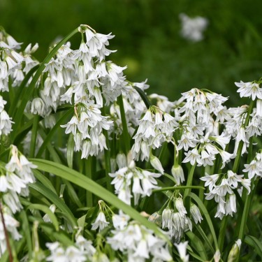Allium triquetrum Allium triquetrum