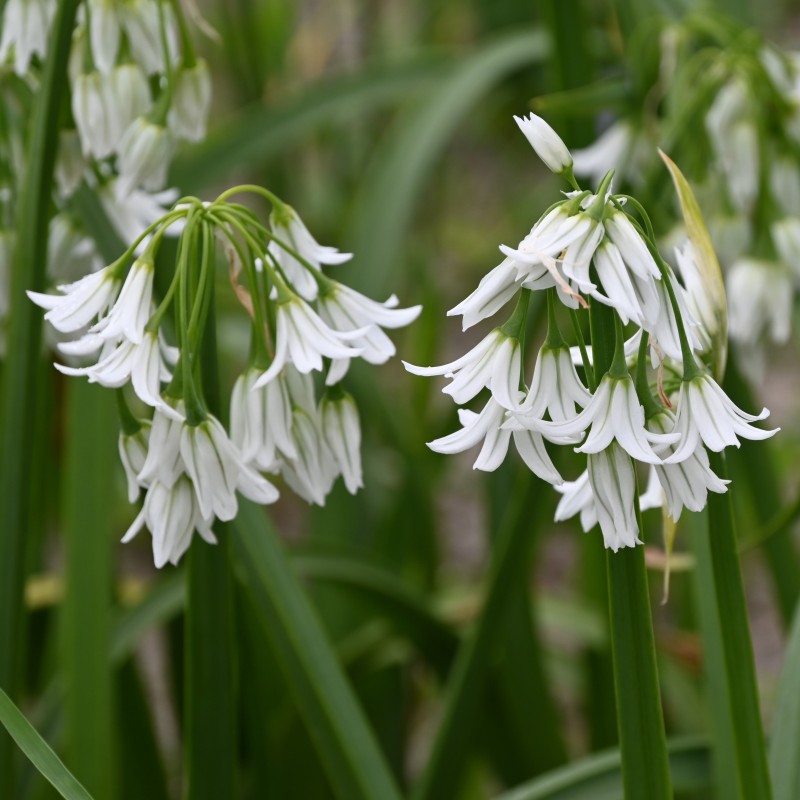 Allium triquetrum Allium triquetrum