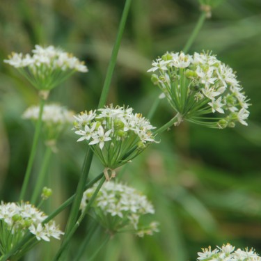 Allium tuberosum Allium tuberosum