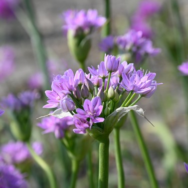Allium unifolium
