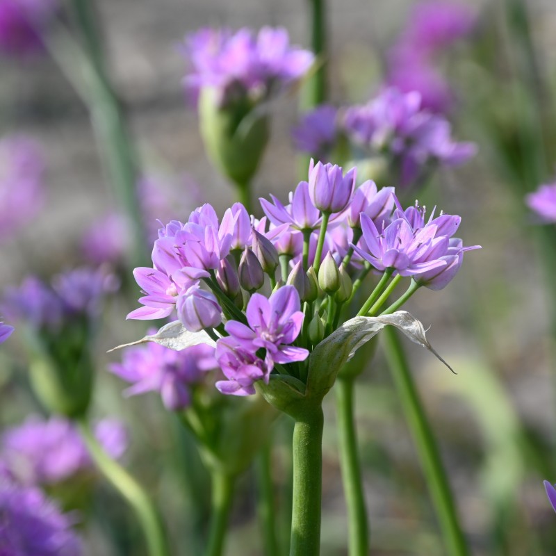 Allium unifolium Allium unifolium