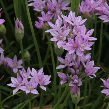 Allium unifolium Allium unifolium