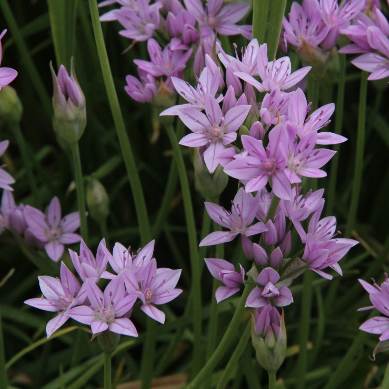 Allium unifolium Allium unifolium