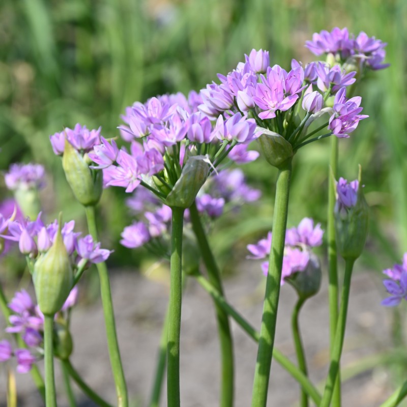 Allium unifolium Allium unifolium