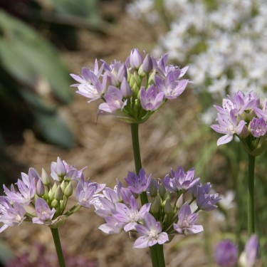 Allium unifolium Allium unifolium