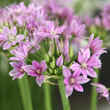 Allium unifolium 'Eros'