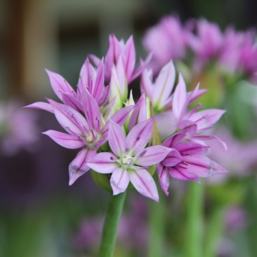 Allium unifolium 'Eros' Allium unifolium 'Eros'