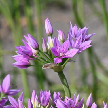 Allium unifolium 'Eros' Allium unifolium 'Eros'
