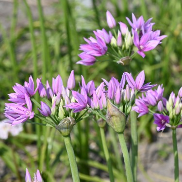 Allium unifolium 'Eros' Allium unifolium 'Eros'