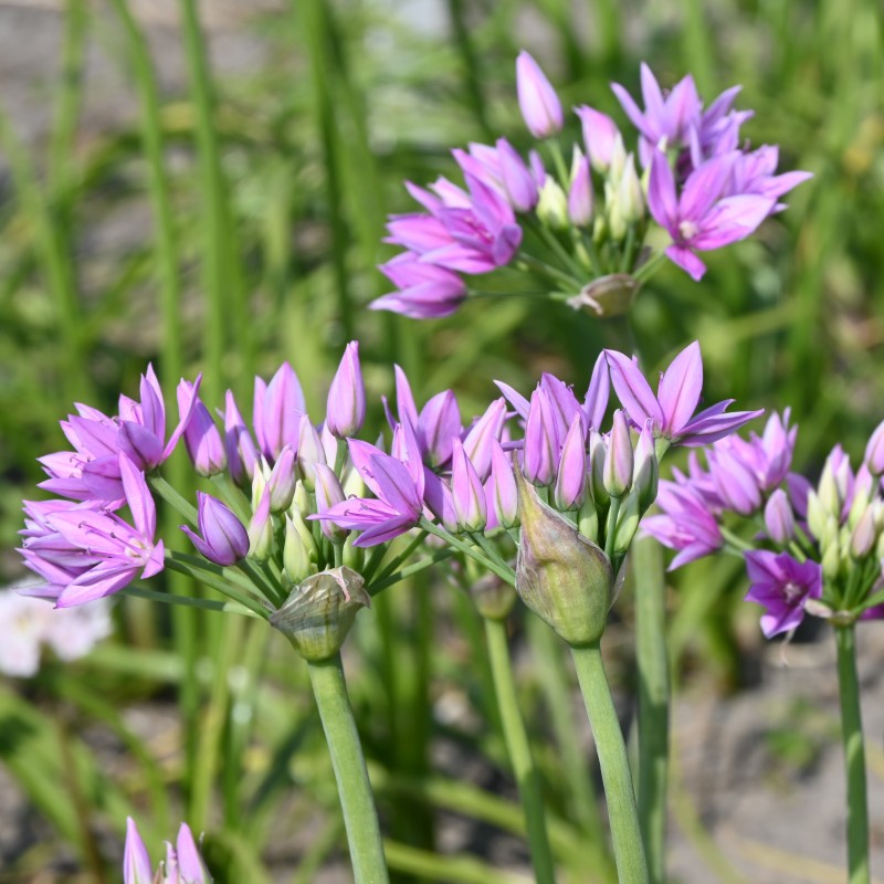 Allium unifolium 'Eros' Allium unifolium 'Eros'