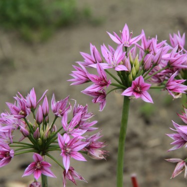 Allium unifolium 'Eros' Allium unifolium 'Eros'