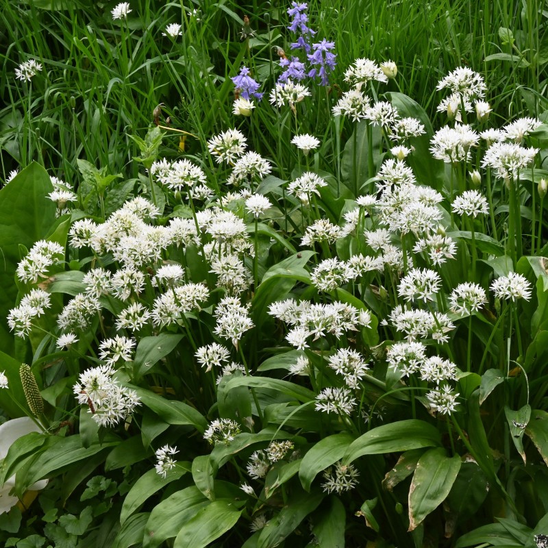 Allium ursinum subsp. ursinum Allium ursinum subsp. ursinum