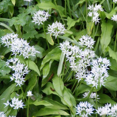 Allium ursinum subsp. ursinum Allium ursinum subsp. ursinum