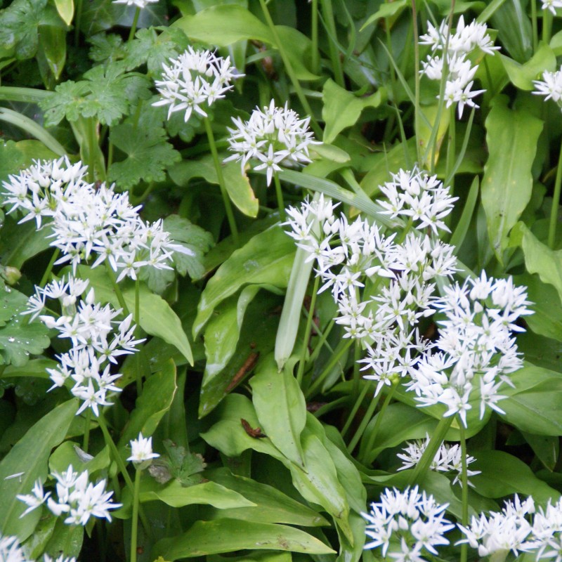 Allium ursinum subsp. ursinum Allium ursinum subsp. ursinum