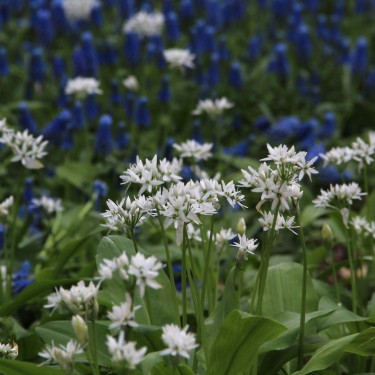 Allium ursinum subsp. ursinum Allium ursinum subsp. ursinum