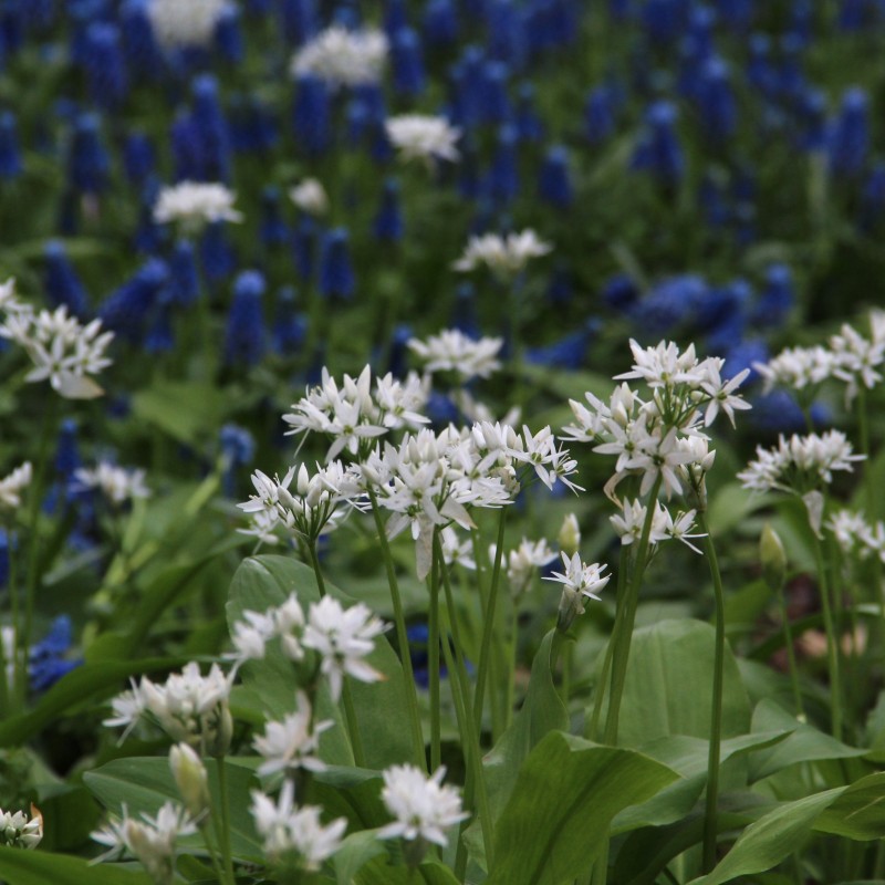 Allium ursinum subsp. ursinum Allium ursinum subsp. ursinum