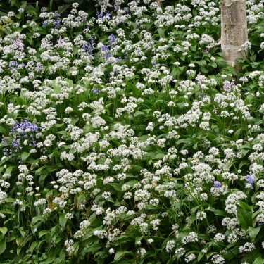 Allium ursinum subsp. ursinum Allium ursinum subsp. ursinum