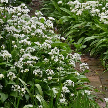 Allium ursinum subsp. ursinum Allium ursinum subsp. ursinum