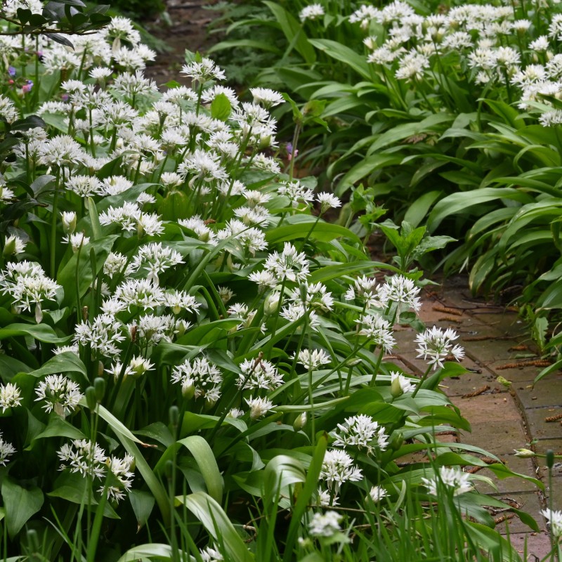 Allium ursinum subsp. ursinum Allium ursinum subsp. ursinum