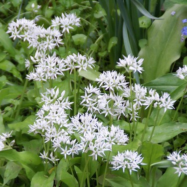 Allium ursinum subsp. ursinum Allium ursinum subsp. ursinum