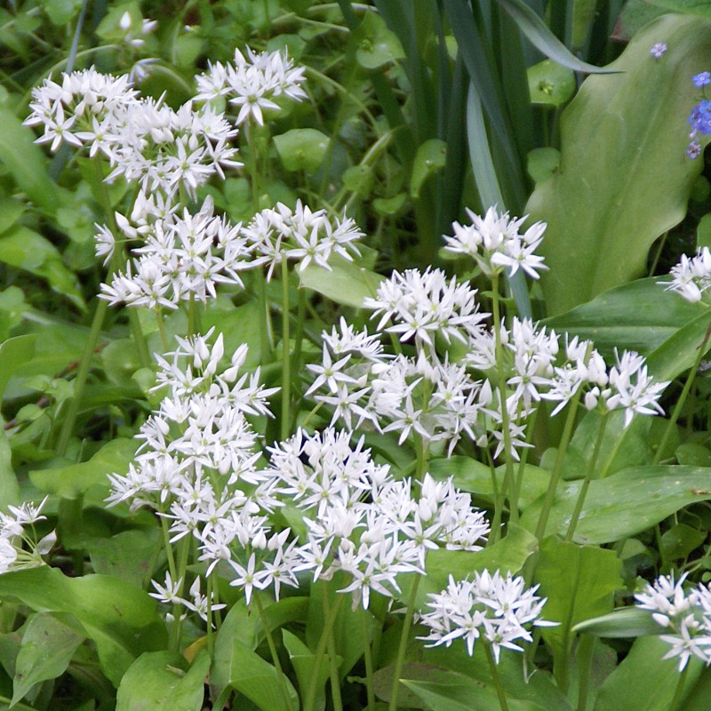 Allium ursinum subsp. ursinum Allium ursinum subsp. ursinum
