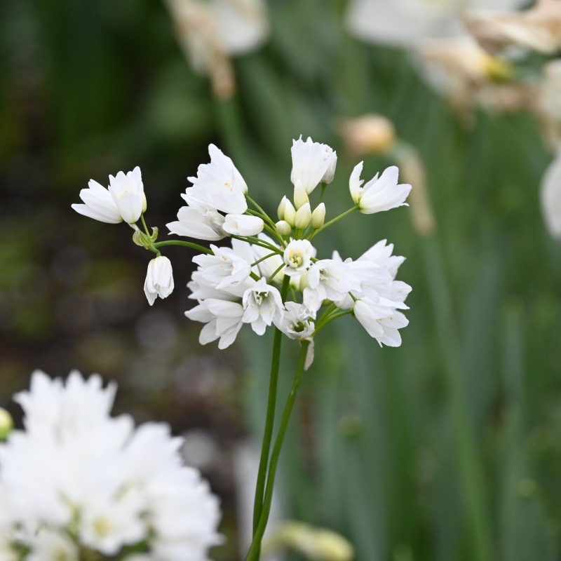 Allium zebdanense Allium zebdanense
