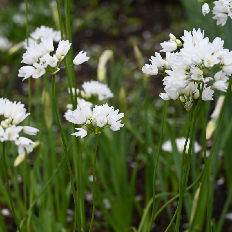 Allium zebdanense Allium zebdanense